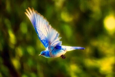 青い鳥の画像